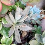 Kalanchoe tomentosaЛист