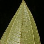 Henriettea odorata Leaf