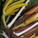 Cecropia insignis Fruto