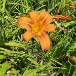 Hemerocallis fulvaCvet