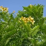 Cassia leptophylla 花