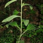 Inula conyza Sonstige