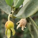 Simmondsia chinensis Φρούτο