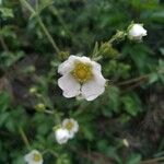 Drymocallis rupestris 花