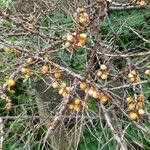 Hippophae rhamnoides Owoc