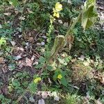 Verbascum phlomoidesCvet