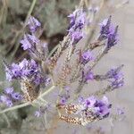 Lavandula pinnata Flower