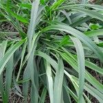 Setaria verticillata Leaf