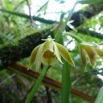 Phaius tetragonus Blüte