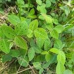Desmodium intortum Blatt