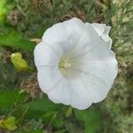 Calystegia sepium花