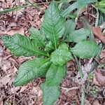 Elephantopus carolinianus Leaf