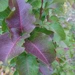 Pyrus nivalis Feuille