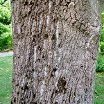 Liriodendron tulipifera Bark