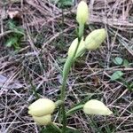 Cephalanthera damasonium Kvet