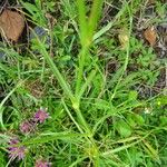 Dianthus superbus Fulla