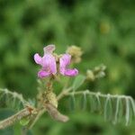 Tephrosia villosa Blomst