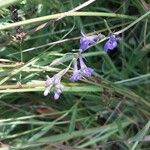 Lobelia urens Blomma