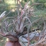 Tillandsia paucifolia 葉