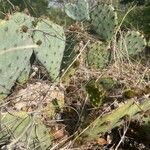 Opuntia littoralis Lapas