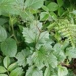 Viburnum opulus Leaf