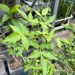 Bursera graveolens Leaf