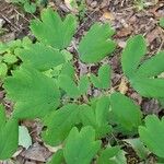 Caulophyllum thalictroides Blatt