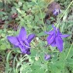 Aquilegia alpina Blomst