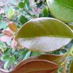 Psidium cattleianum List