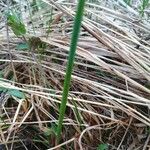 Anthoxanthum nitens Leaf