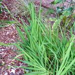 Gladiolus murielae Leaf