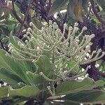Heliotropium foertherianum 花