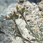 Artemisia glacialis Kwiat