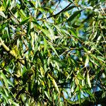 Salix mucronata Levél