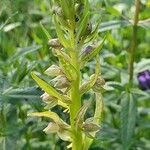 Dactylorhiza viridis花