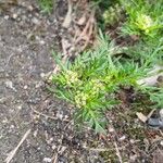 Lepidium didymum 葉