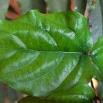 Clerodendrum splendens Leaf