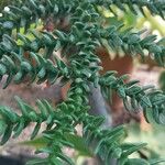 Araucaria laubenfelsii Листок