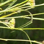 Sida linifolia Frucht