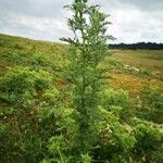 Jacobaea erucifolia Habit