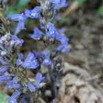 Orobanche nana Кветка