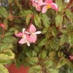 Begonia fuchsioides花