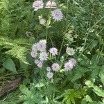 Astrantia majorFlower