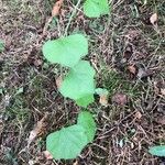 Cocculus carolinus Blad