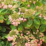 Hydrangea spp. অভ্যাস