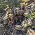 Petrosedum ochroleucum Flower