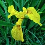 Iris pseudacorus Λουλούδι
