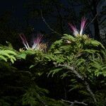 Calliandra rubescens Кветка