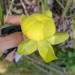 Sarracenia flava Flor