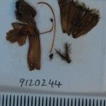 Phlomoides tibetica Otro